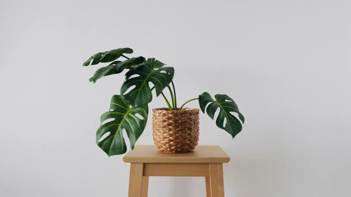 Monstera Pflanze mit geschlitzten Blättern in einem geflochtenen Korb auf einem hellen Holzhocker vor weißem Hintergrund.