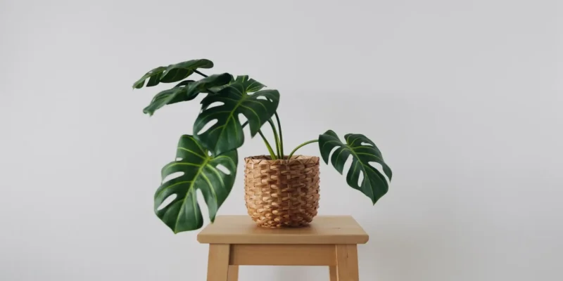 Monstera Pflanze mit geschlitzten Blättern in einem geflochtenen Korb auf einem hellen Holzhocker vor weißem Hintergrund.