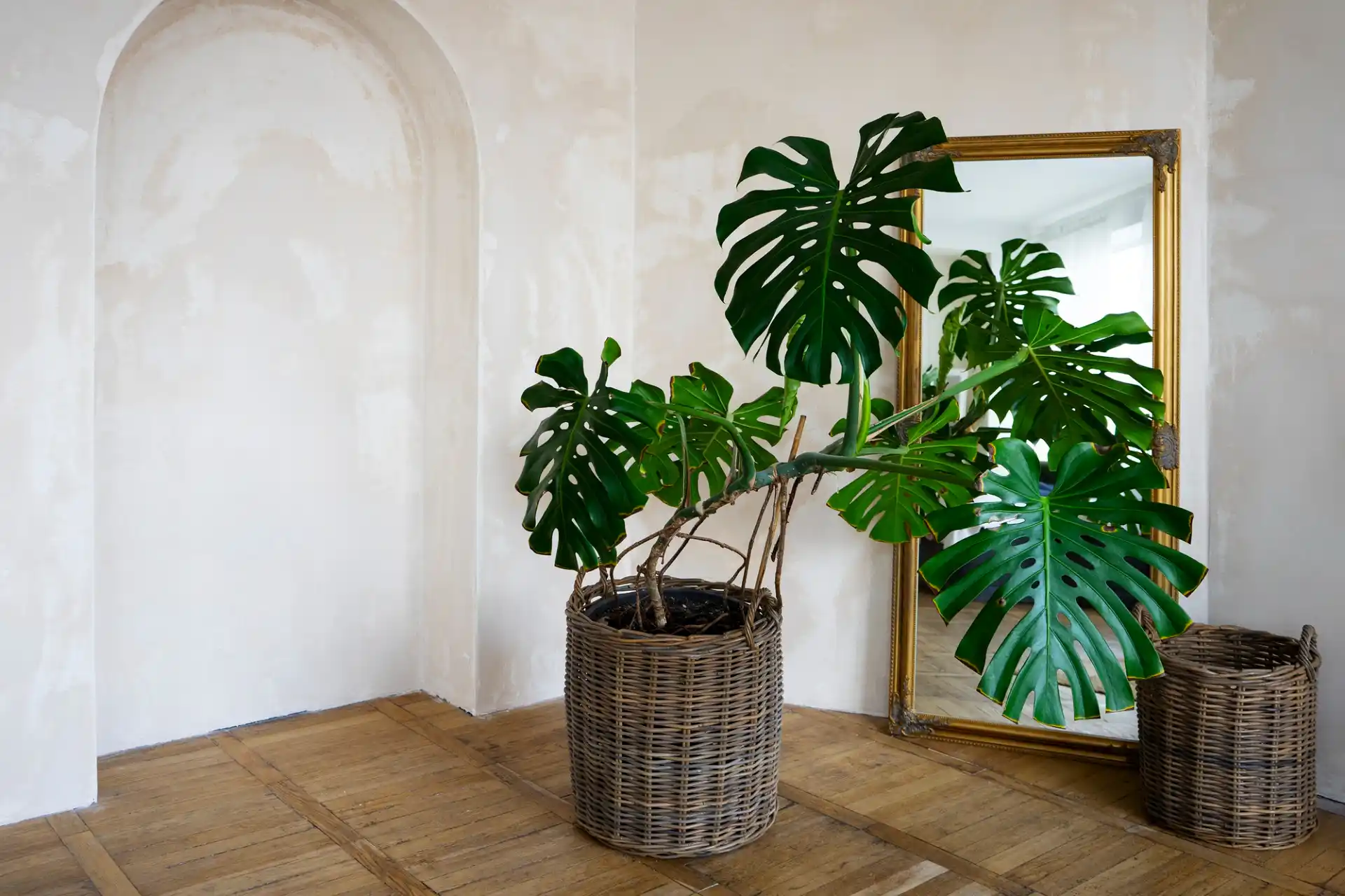 Große Monstera in einem dunklen, geflochtenen Korb in einer Ecke eines Raumes mit Holzboden. Dahinter lehnt ein hoher Spiegel mit Goldrahmen. Daneben steht ein weiterer Korb.