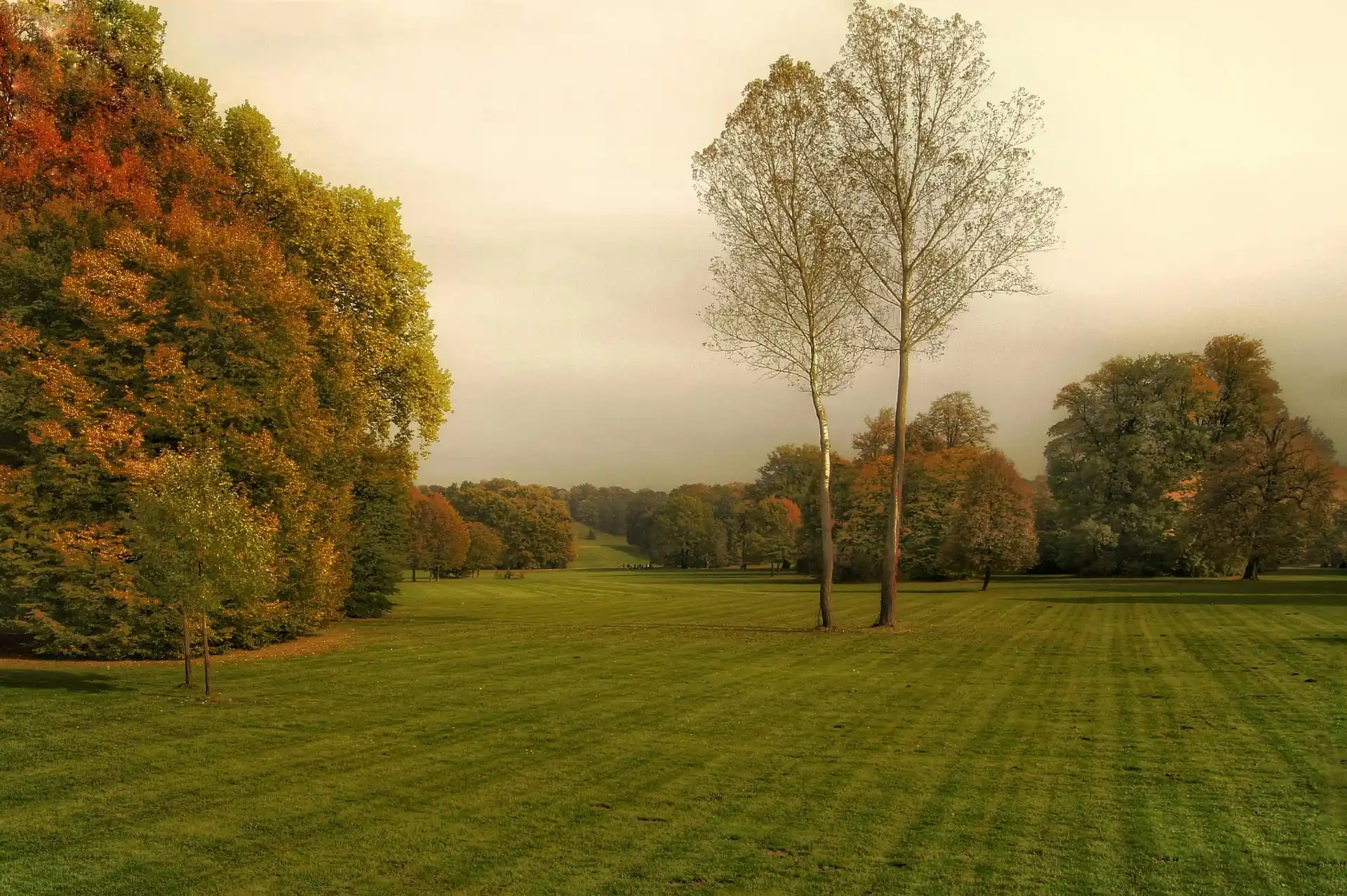 Weitläufige Wiese im Fürst-Pückler-Park Bad Muskau mit herbstlich gefärbten Bäumen und zwei kahlen Baumstämmen im Vordergrund – stimmungsvolle Parklandschaft bei sanftem Licht und bewölktem Himmel.